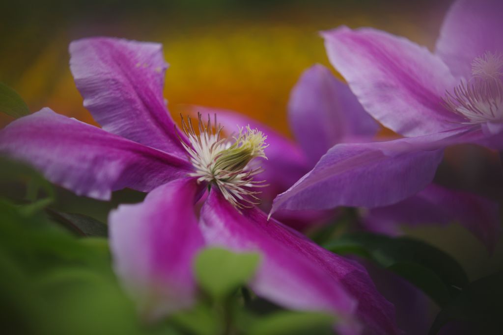 立夏　テッセン
