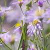 小さな虫達　カマキリ
