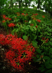 虫時雨　曼珠沙華　Ⅱ
