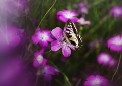 路傍　アゲハチョウ