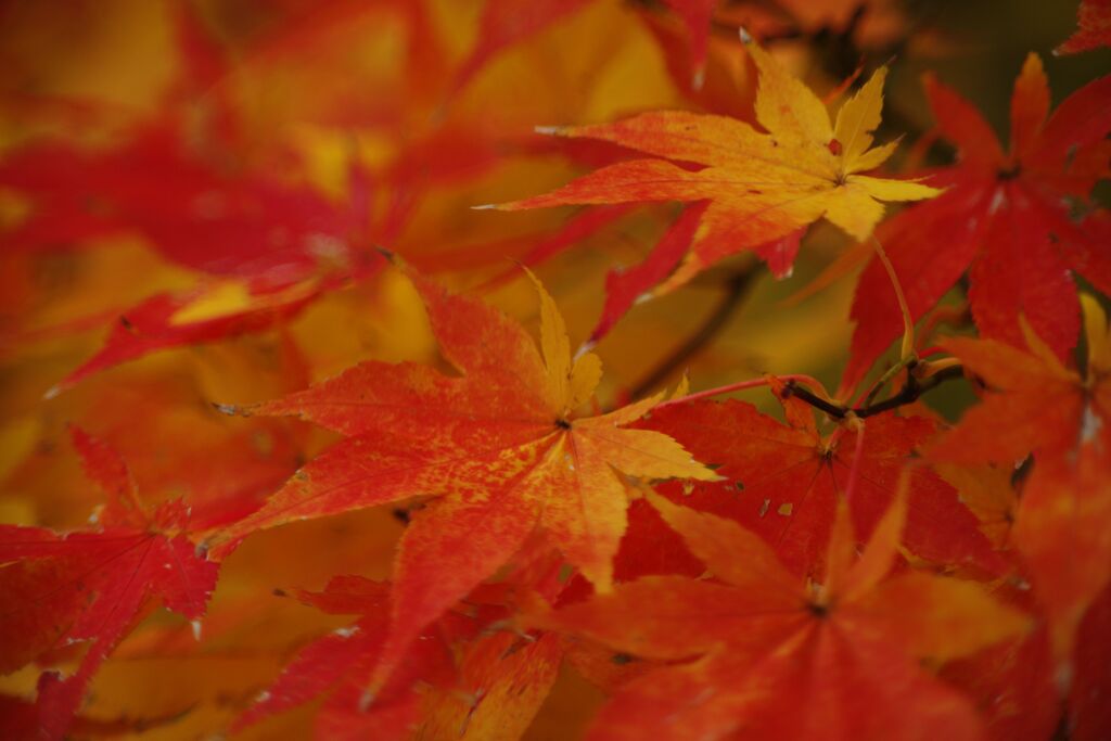 落日　紅葉