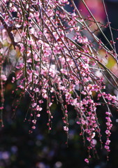 春を探して　枝垂れ梅