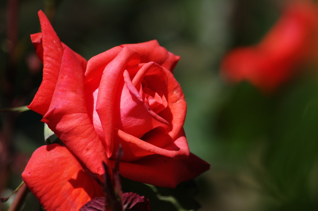 春爛漫　薔薇