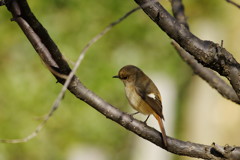 野鳥を探して　ジョウビタキ♀