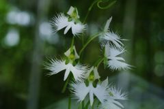 晩夏　サギソウ　Ⅲ