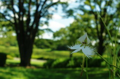 夏を探して　サギソウ　完