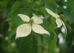 春色　ヤマボウシ　Ⅱ