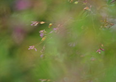 OLD LENS  はぎ（紫）