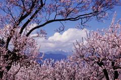 旅写真　アンズ　Ⅳ