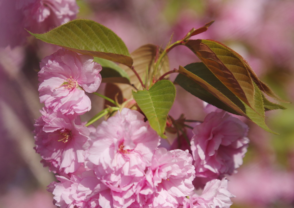 春色　八重桜