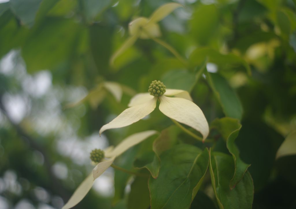 春色　ヤマボウシ