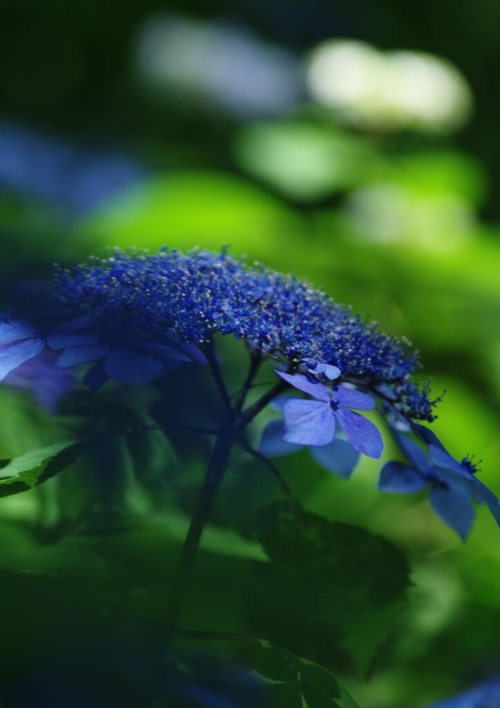 紫陽花　Ⅱ