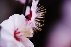 春を探して　梅