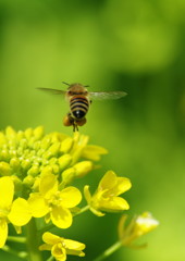 花と虫達　ミツバチ　Ⅱ