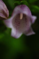 路傍　蛍袋　Ⅲ