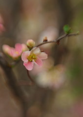 春暖　木瓜　Ⅱ