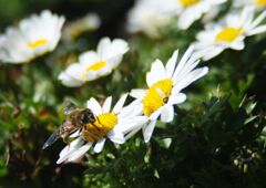 春寒　ミツバチ