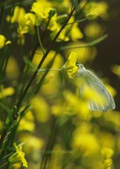 万緑　モンシロチョウ