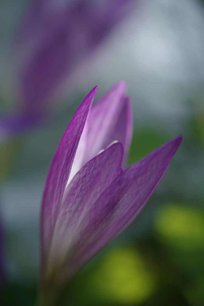 行秋　イヌサフラン