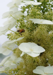 小さな虫達　ガクアジサイにミツバチ