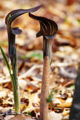 春を探して　マムシグサ