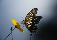 万来　アゲハチョウ