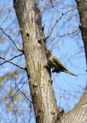 野鳥を探して　アオゲラ　Ⅱ