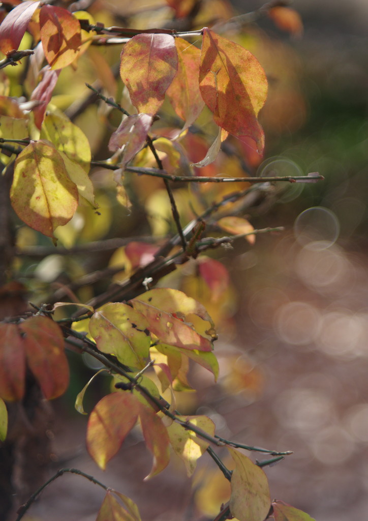 OLD LENS  秋の名残