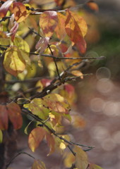 OLD LENS  秋の名残