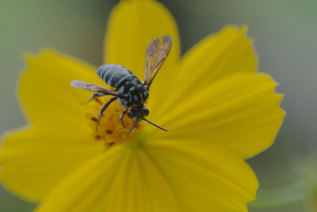 キバナコスモス　Ⅱ