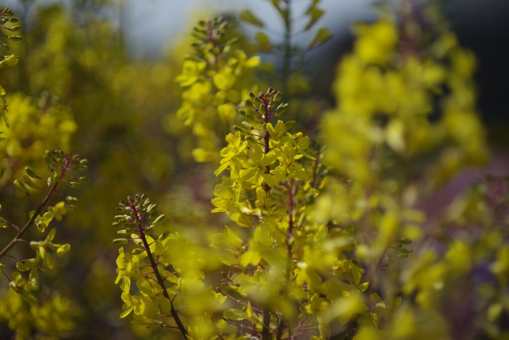 晩春　ミニハボタン