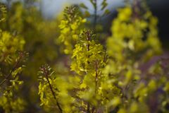 晩春　ミニハボタン