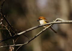 野鳥を探して　モズ