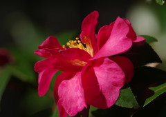 秋を探して　サザンカ　Ⅳ