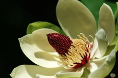 初夏を探して　ホオノキ