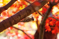 野鳥を探して　コゲラ