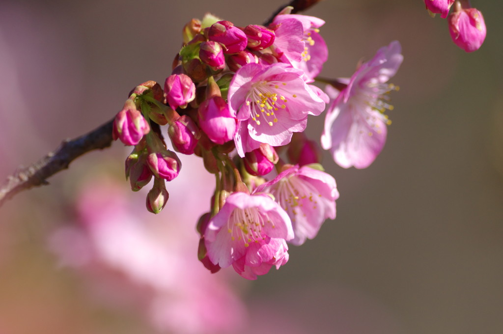 春を探して　河津桜　Ⅱ