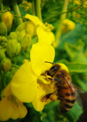 春光　菜の花