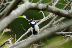 野鳥を探して　シジュウカラ