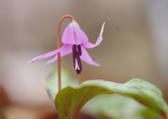 春暖　カタクリ　Ⅱ