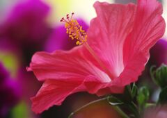 万緑　ハイビスカス