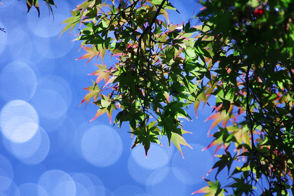 千秋楽　マルボケ