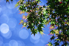 千秋楽　マルボケ