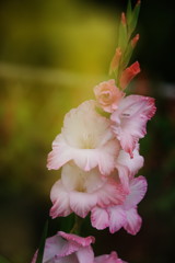 初夏　グラジョウラス　Ⅲ