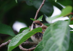 野鳥を探して　スズメ