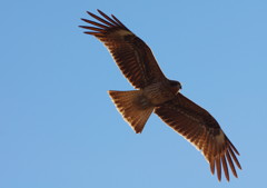 野鳥を探して　トンビ？　Ⅱ