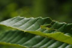 路傍　キリギリス？