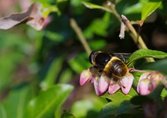 春光　アセボ　Ⅱ