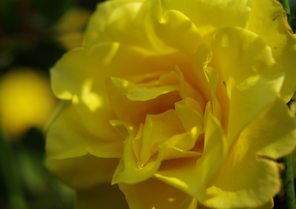 OLD LENS  バラ