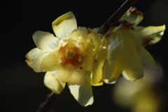 春燐　ロウバイ